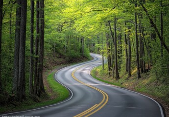 Fototapeta premium road in the forest
