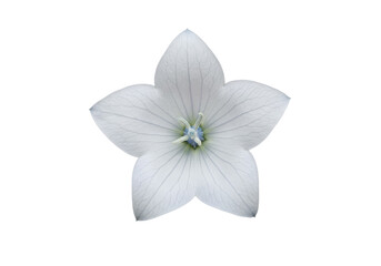 Obraz premium Delicate white flower with intricate veins against a black background