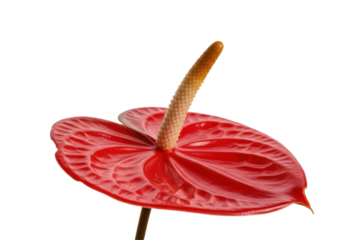 Close-up of a vibrant red Anthurium flower showcasing its unique shape and texture