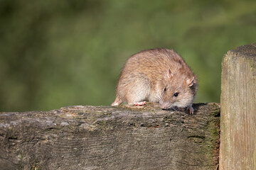 a close up of a rat scampering on a wooden fence. An out of focus background provides space for text copy