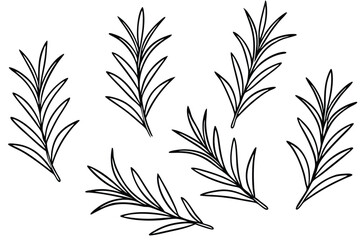 Rosemary Leaf Line Art Detailed Sketch for Nature Illustration Design 