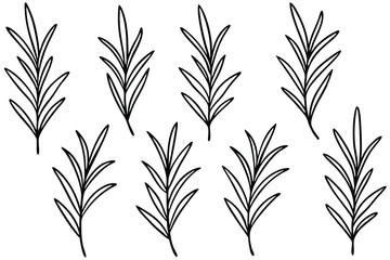 Rosemary Leaf Line Art Elegant Sketch for Botanical Illustration Design  