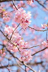 春の訪れを知らせる花