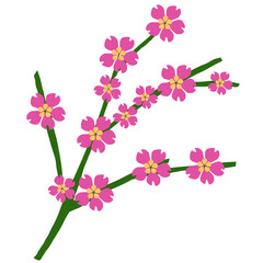 pink vector sakura in summer color