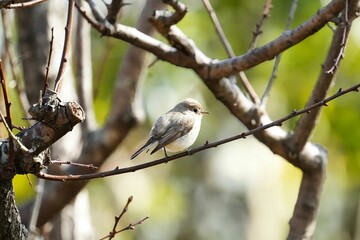 可愛い冬鳥のニシオジロビタキ