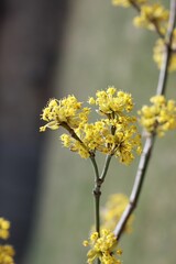 Yellow flowering cornellian cherry, lat. Cornus mass in early spring. Detail of dogwood tree branches full of beautiful flowers.