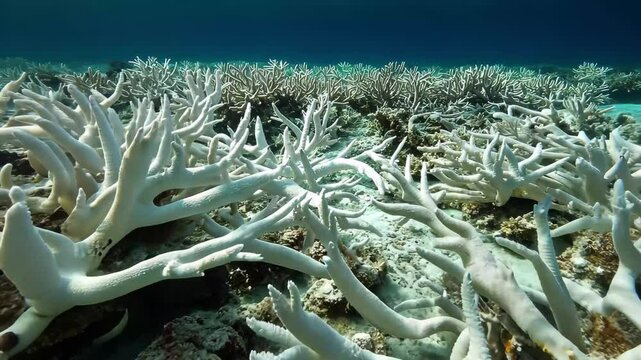 Coral bleaching event in the Great Barrier Reef showcases the impact of climate change, Coral bleaching Great Barrier Reef Australia Dying ocean wildlife
