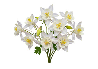 Fototapeta premium Beautiful bouquet of white flowers with yellow centers on a black background