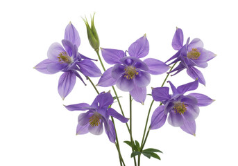 Obraz premium Beautiful purple flowers in full bloom against a transparent background