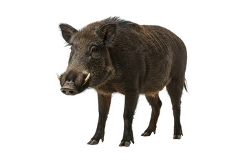 Fototapeta premium Wild boar standing confidently in a natural habitat, showcasing its robust features