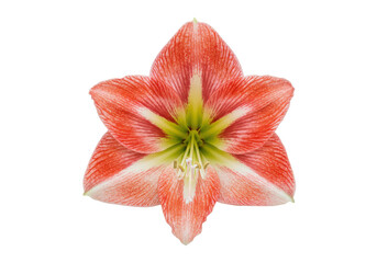 Vibrant amaryllis flower in full bloom showcasing intricate petals and colors
