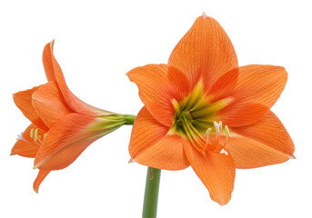 Vibrant orange amaryllis flowers in full bloom against a clean background