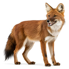 Obraz premium fox in front of white background