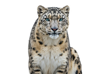 Fototapeta premium Majestic snow leopard gazing directly at the viewer in a serene environment