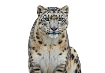 Majestic snow leopard gazing directly at the viewer in a serene environment