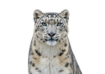 Fototapeta premium Majestic snow leopard gazing directly at the viewer with piercing blue eyes