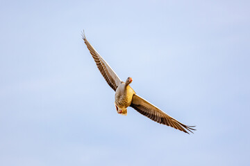 geese in flight