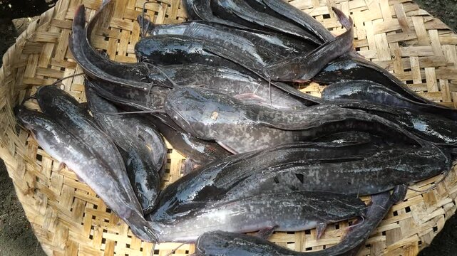 Catfish, known as Ikan Lele in Indonesia, is a popular freshwater fish characterized by its smooth, slimy skin and long barbels resembling whiskers. It thrives in warm, murky waters and is commonly fo