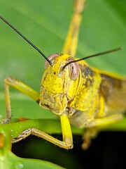 grasshopper on a leaf