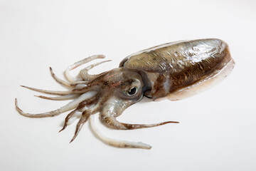 コウイカ　烏賊　食材　三重県産　白バックでスタジオ撮影