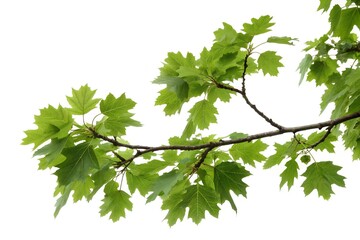 Branch of a green tree on white background