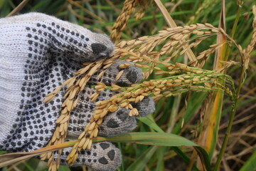 Rice is a staple crop grown in fields known as paddy fields, where it thrives in flooded conditions. The rice plant, scientifically known as *Oryza sativa*, requires ample water, warmth, and fertile 