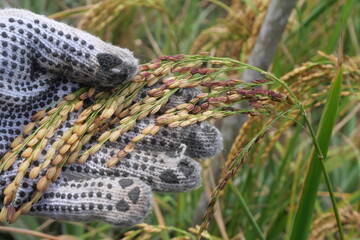 Rice is a staple crop grown in fields known as paddy fields, where it thrives in flooded conditions. The rice plant, scientifically known as *Oryza sativa*, requires ample water, warmth, and fertile 