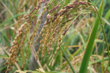 Rice is a staple crop grown in fields known as paddy fields, where it thrives in flooded...