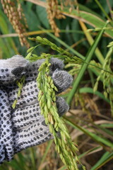 Rice is a staple crop grown in fields known as paddy fields, where it thrives in flooded conditions. The rice plant, scientifically known as *Oryza sativa*, requires ample water, warmth, and fertile 