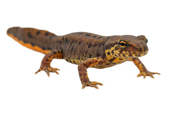 Obraz premium A vibrant salamander perched on a rock, showcasing its unique colors in nature