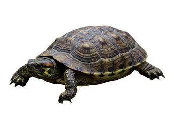 Obraz premium Close-up of a tortoise crawling on a smooth surface with a blurred background