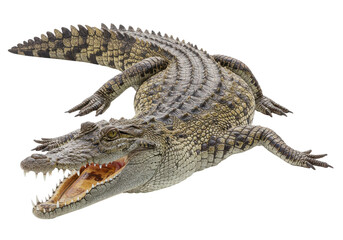 Naklejka premium Realistic depiction of a crocodile in a natural environment with lush greenery