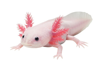 A vibrant pink axolotl with feathery gills, showcasing its unique features in a serene aquatic environment