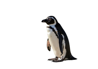 Obraz premium A solitary penguin stands proudly on a rocky shore, with ocean waves gently crashing in the background