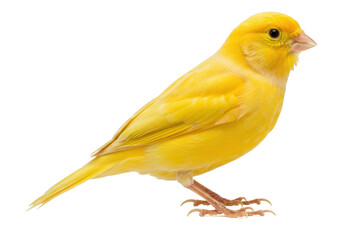 Fototapeta premium Bright yellow canary perched gracefully on a branch against a plain background