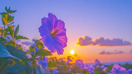 A vibrant purple flower greets the sunset, a breathtaking end to a perfect day, bathed in warm, golden light.