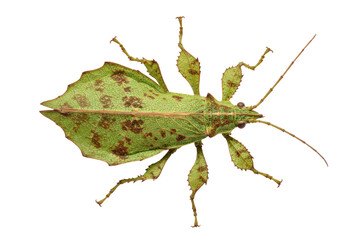 Close-up of a leaf insect blending into its green environment, showcasing camouflage