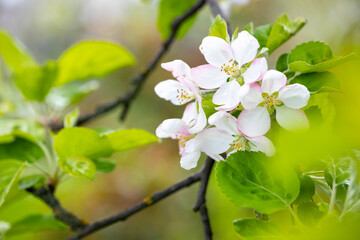 A cluster of delicate white apple blossoms with a hint of pink and yellow stamens blooms on a branch with green leaves