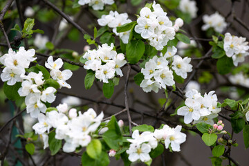 A cluster of delicate white apple blossoms with a hint of pink and yellow stamens blooms on a branch with green leaves