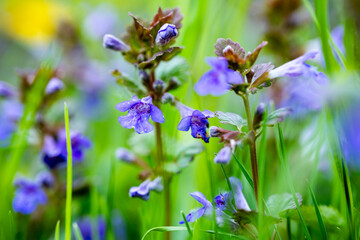 A macro shot of several small, bright blue-purple ground ivy flowers known as ground-ivy, gill-over-the-ground, creeping charlie, alehoof, tunhoof, catsfoot, field balm, and run-away-robin