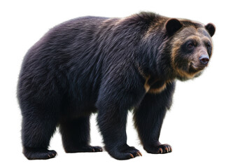Fototapeta premium Majestic bear standing proudly in a natural setting, showcasing its strength and beauty