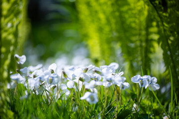A patch of delicate light blue and white violet flowers blooms surrounded by leaves and young fern...
