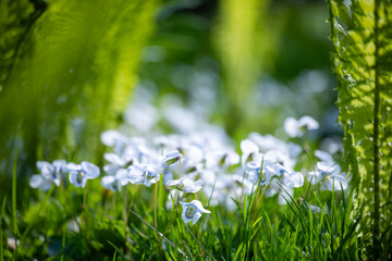 A patch of delicate light blue and white violet flowers blooms surrounded by leaves and young fern...