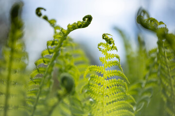 A close-up of several bright green fern fiddleheads unfurling in soft, diffused light