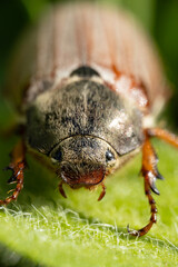 A macro shot of a brown cockchafer, also known as a May bug, with a fuzzy body sitting on a green...