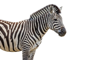 Close-up of a zebra showcasing its striking black and white stripes