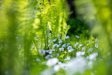 A patch of delicate light blue and white violet flowers blooms surrounded by leaves and young fern...