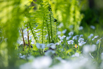 A patch of delicate light blue and white violet flowers blooms surrounded by leaves and young fern shoots