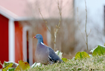 A woodpigeon in the spring light looking for food