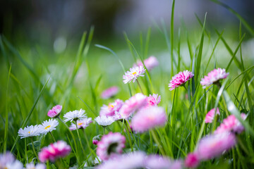 A field of green grass with numerous small daisies, some with white petals and yellow centers,...